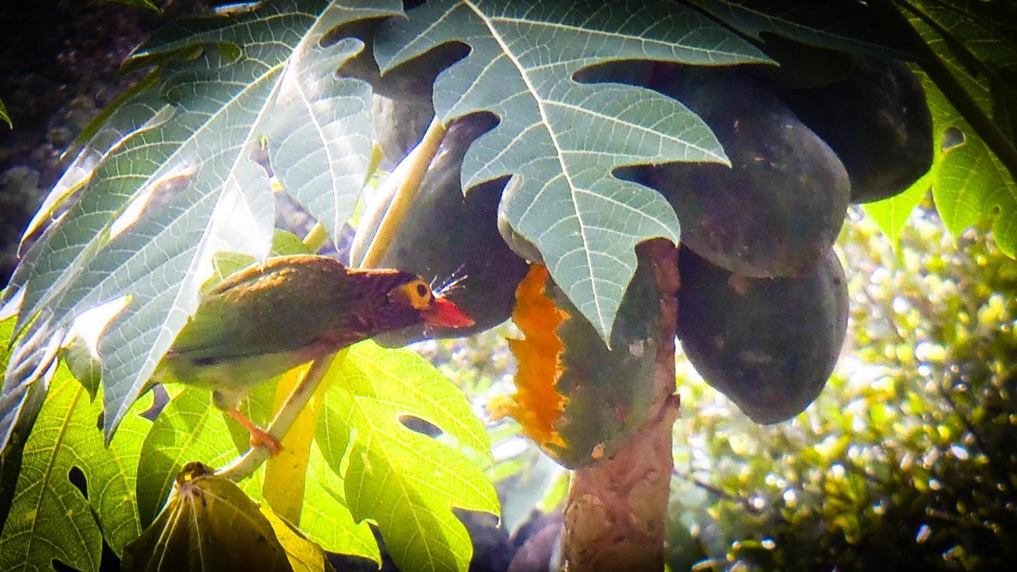 षाले Singharaja Garden Agro Eco