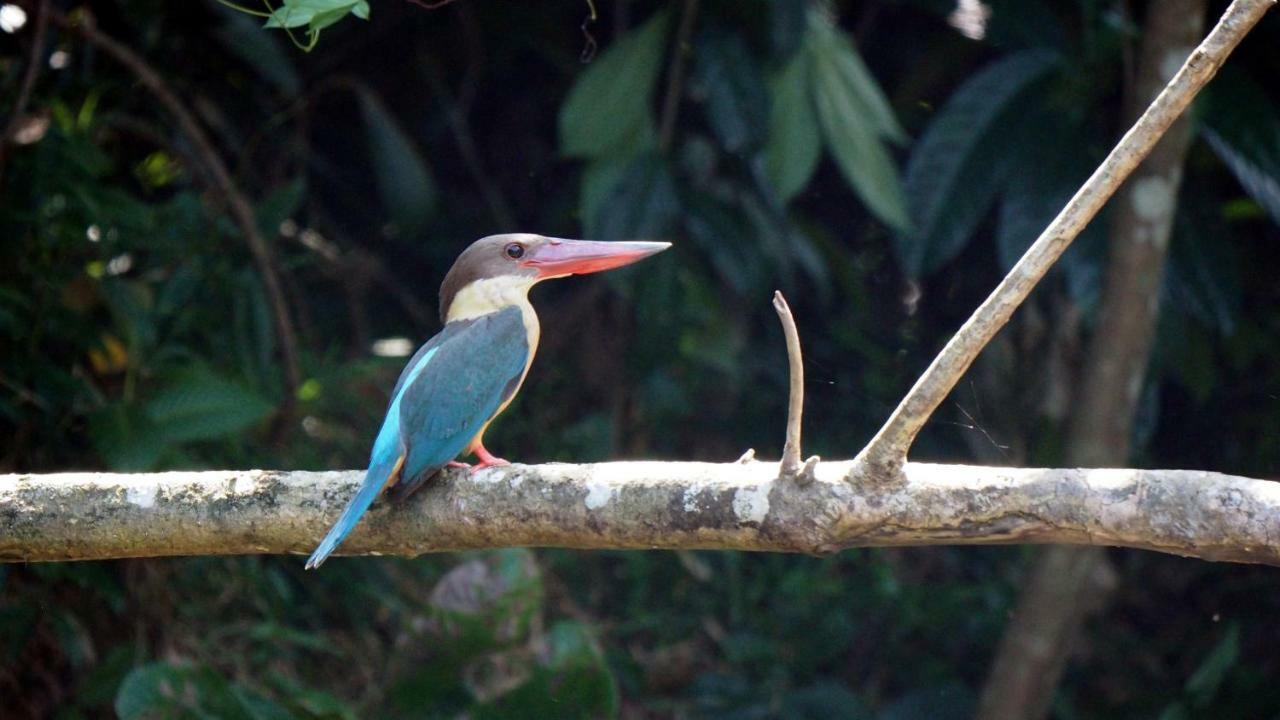 षाले Singharaja Garden Agro Eco Pelawatta (Kalutara)