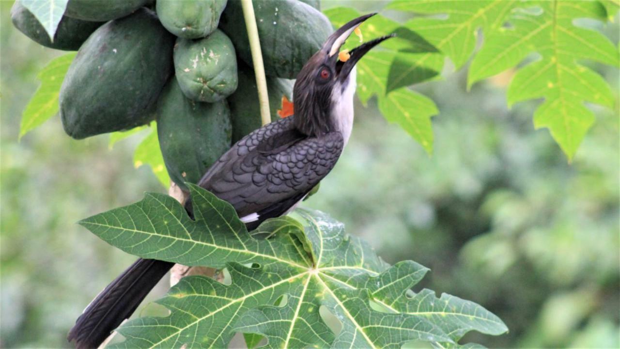 षाले Singharaja Garden Agro Eco